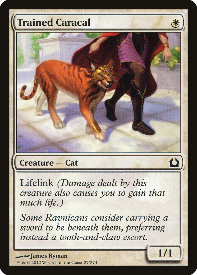 Trained Caracal (RTR-027)