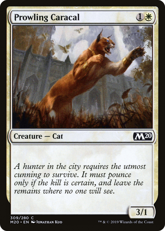 Prowling Caracal (M20-309)